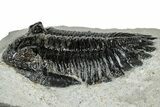 Hollardops Trilobite Fossil - Ofaten, Morocco #311259-2